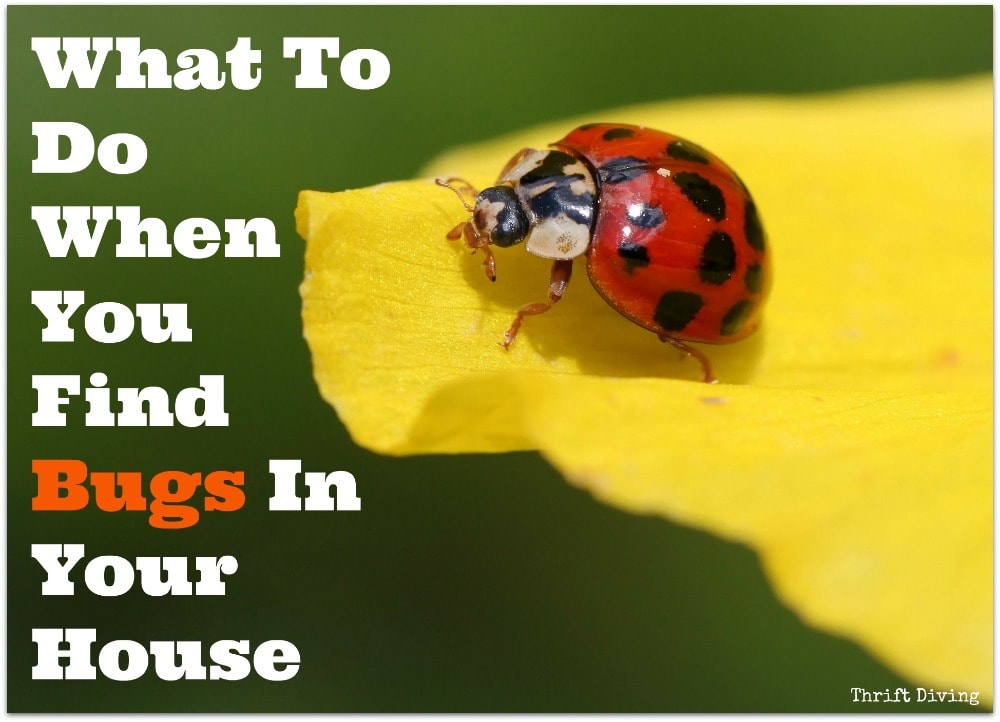 What To Do When You Find Bugs in Your House
