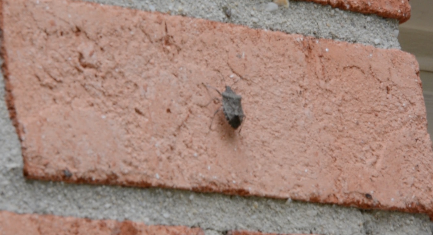 How to Make a Garage Door Screen - Keep out stinkbugs from your garage, including mosquitos, bees, moths, flies, and gnats. - Thrift Diving