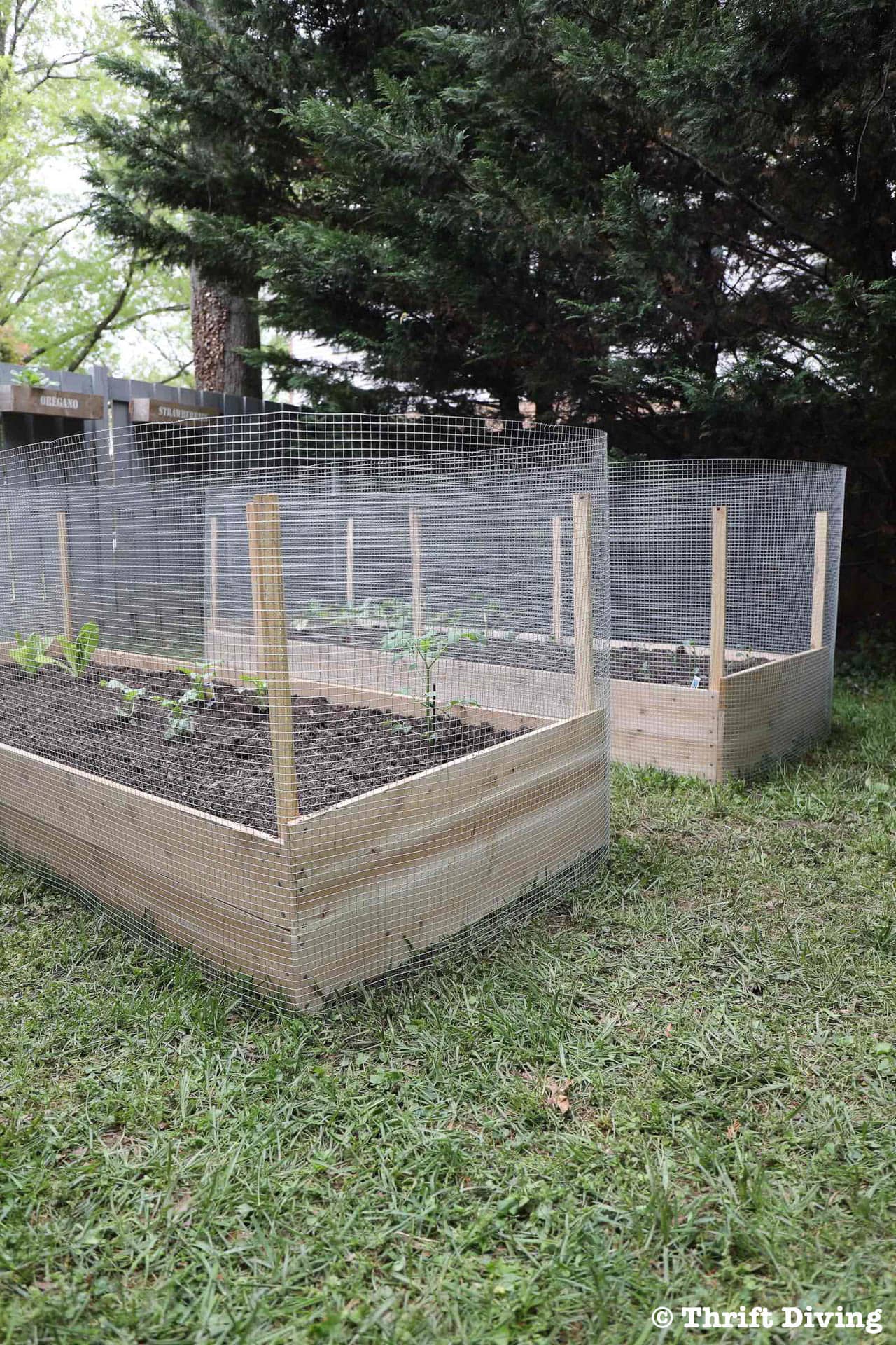 How to Build a Raised Garden Bed Protected With a Metal Fence - AFTER - Build from cedar - Thrift Diving