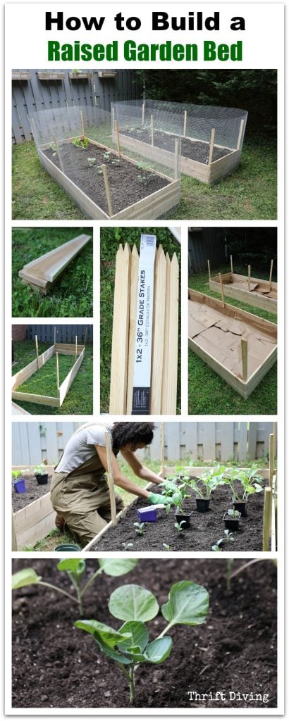 How to Build a Raised Garden Bed in Your Backyard using cedar, stakes, lawn and leaf bags to line the raised garden beds, and how to fill the raised garden beds. Watch the video tutorial! - Thrift Diving