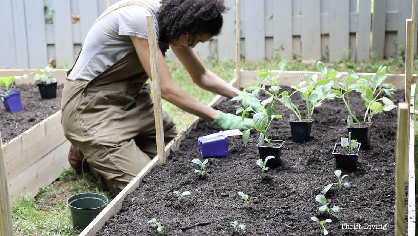 10 Tips for a Successful Garden This Spring! - Skip seeds and plant ready-to-plant plants when starting a new garden. - Thrift Diving