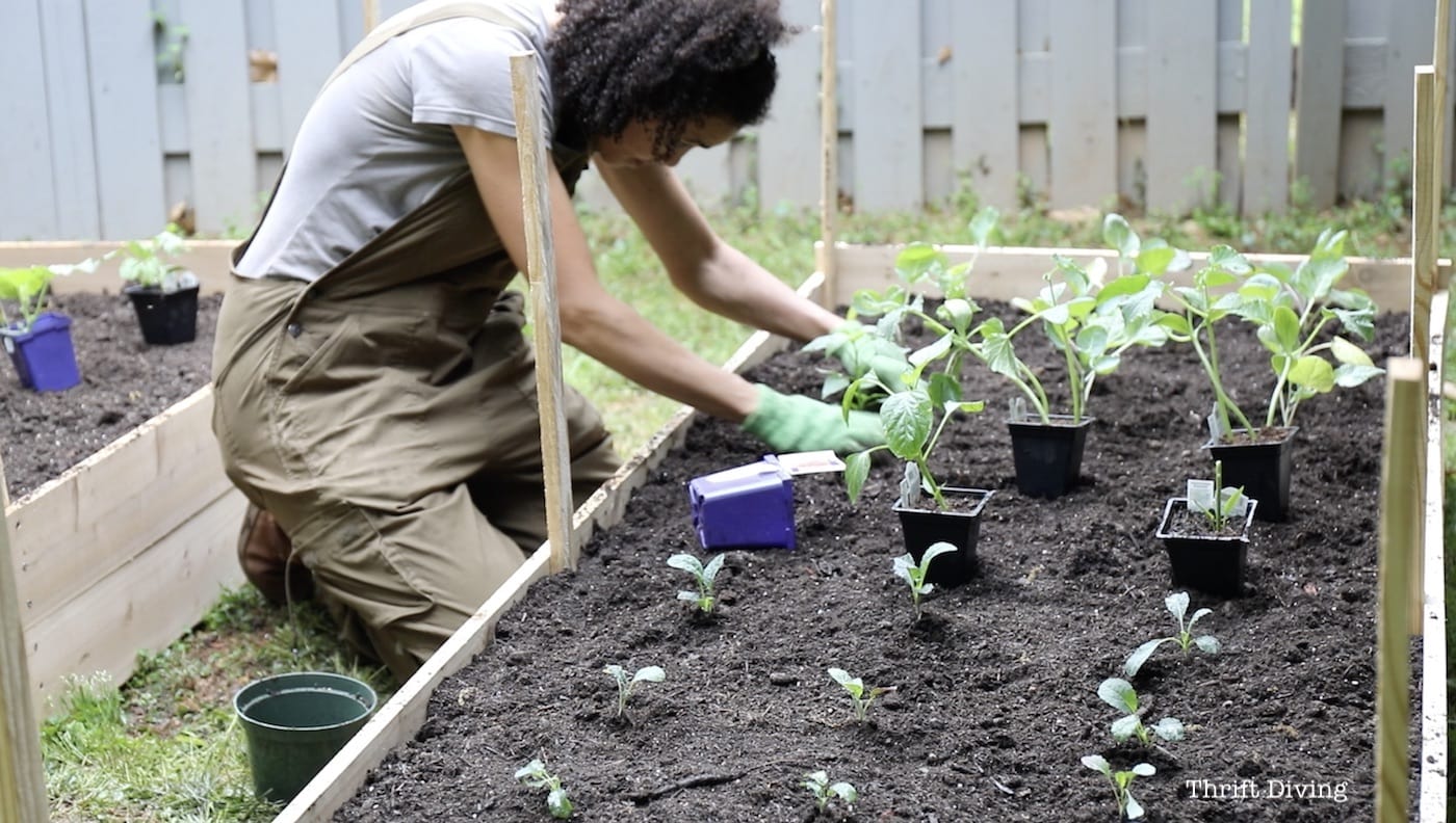 How to Build a Raised Garden Bed Protected With a Metal Fence - Gardening is rewarding. - Thrift Diving