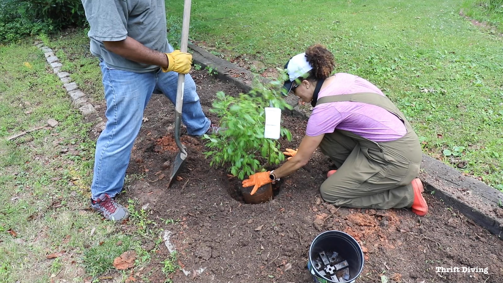 How to plant blueberry bushes: Dig a hole twice as wide as the rootball and as deep. Pack the soil around it to eliminate air pockets. Add peat moss or pne needles to help the soil to become acidic. 