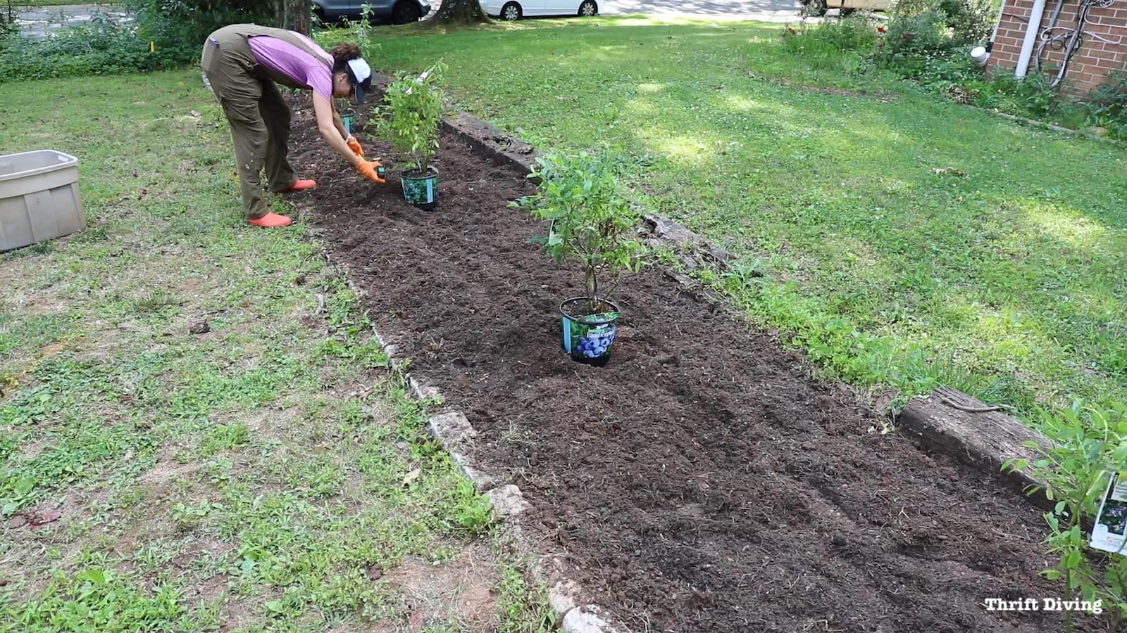 How far apart to plant blueberries information