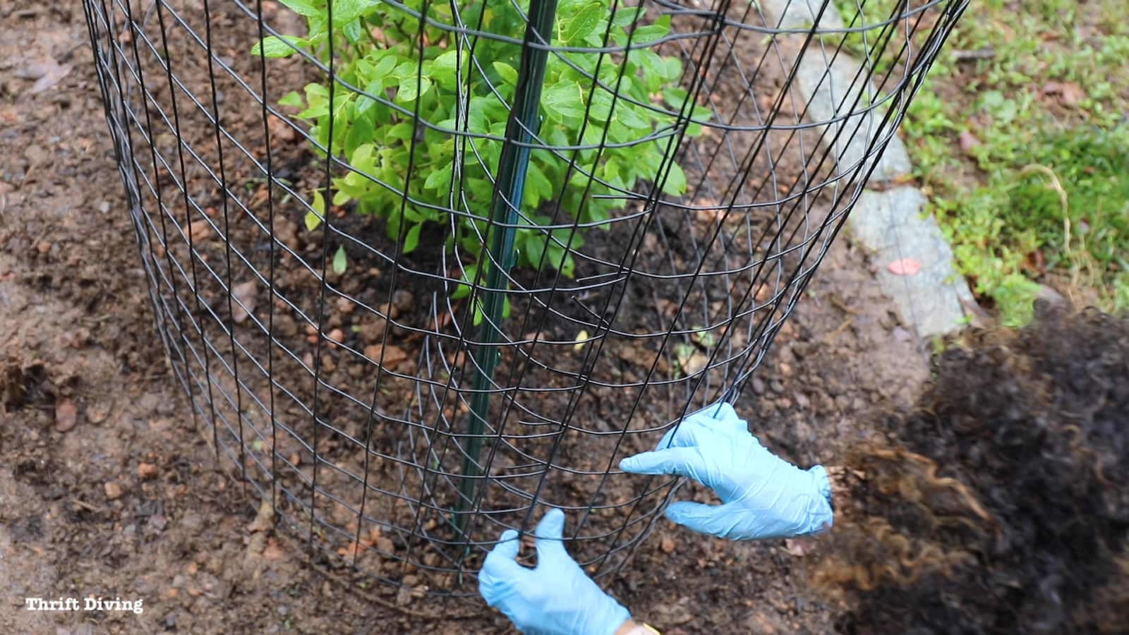 Add fencing around blueberry bushes to protect them from deer. Add netting to keep birds out of blueberry bushes.