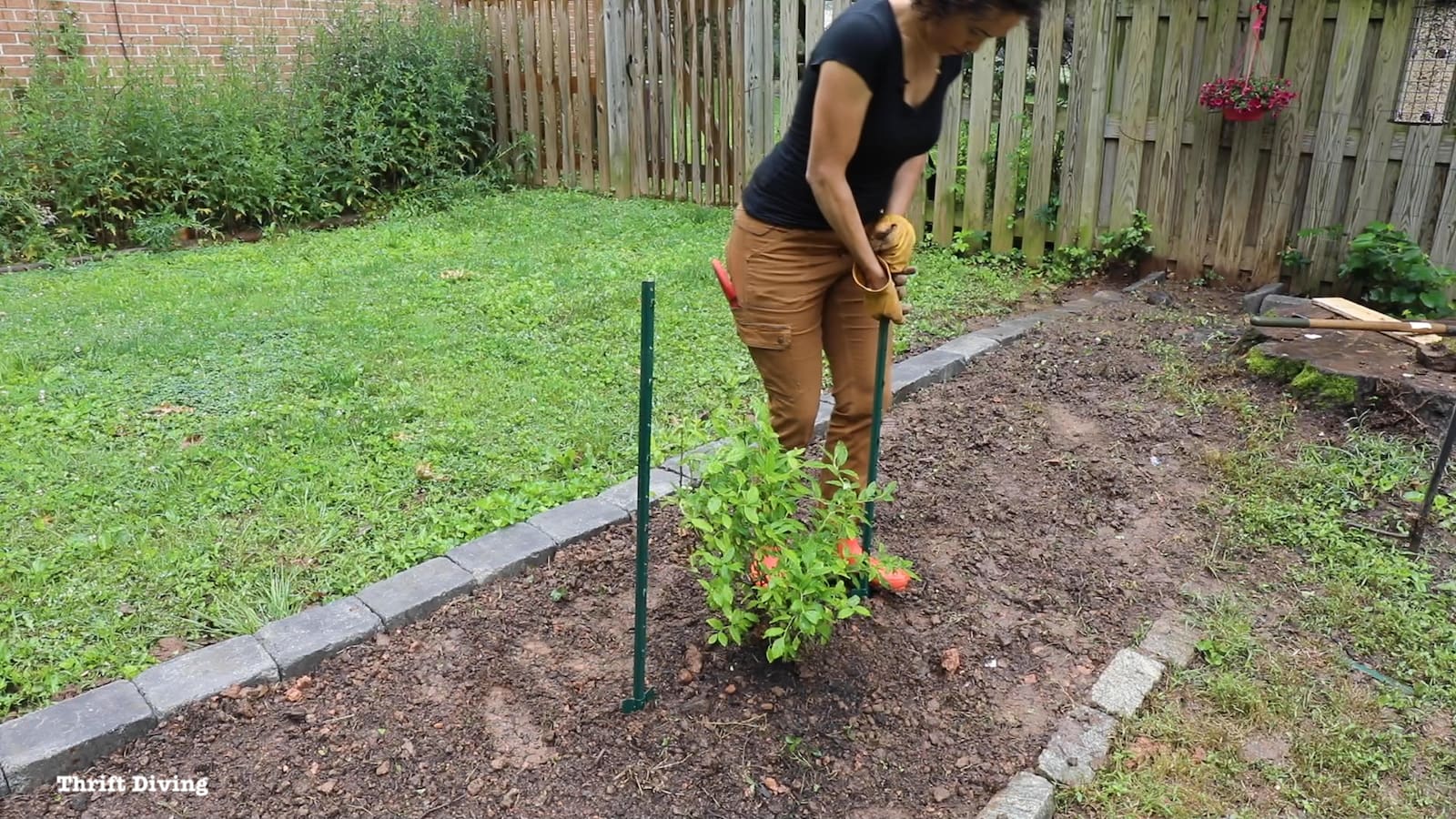 Use garden stakes around blueberry bushes, with fencing to protect blueberry bushes from deer and birds.