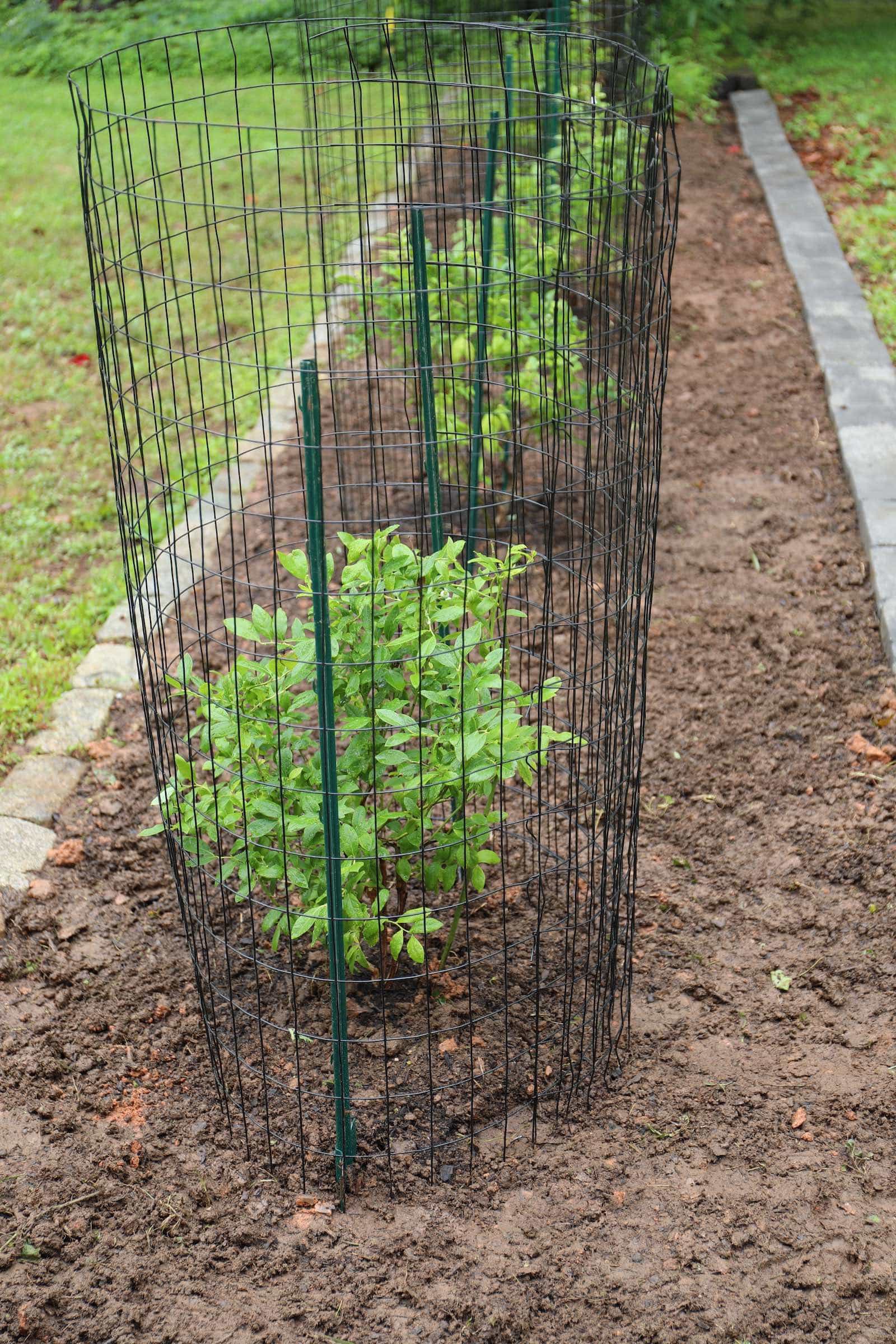 Metal fencing will keep out deer from eating blueberry bushes. Add netting to keep birds away.