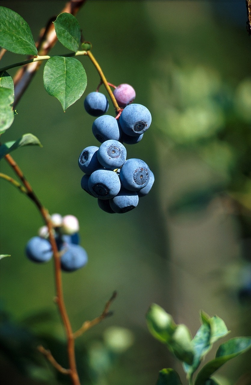 There are 5 major varieties of blueberries. Plant a blueberry garden in your yard! Here's how I did mine! - Thrift Diving