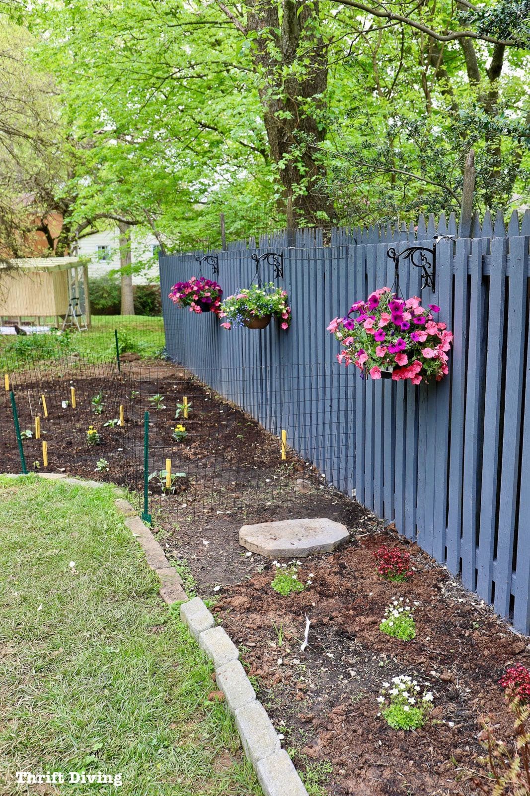 How to Use a Paint Sprayer to Paint a Wood Fence - AFTER - See how an ugly fence got this pretty blue little makeover using a paint sprayer! - Thrift Diving