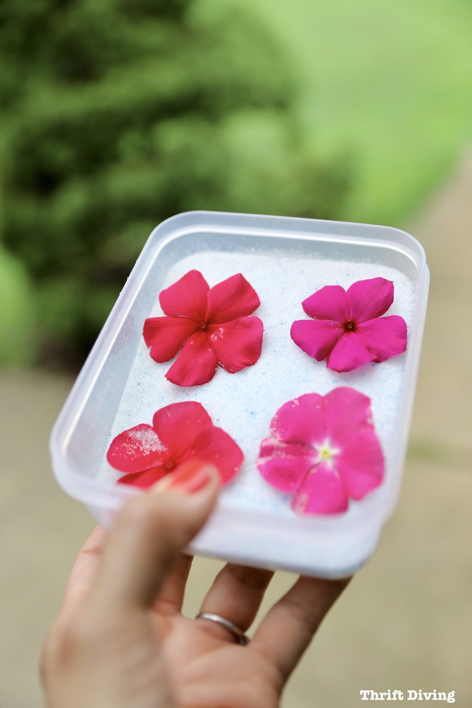 Making epoxy flower art drink coasters - Drying flowers with silica gel - Thrift Diving
