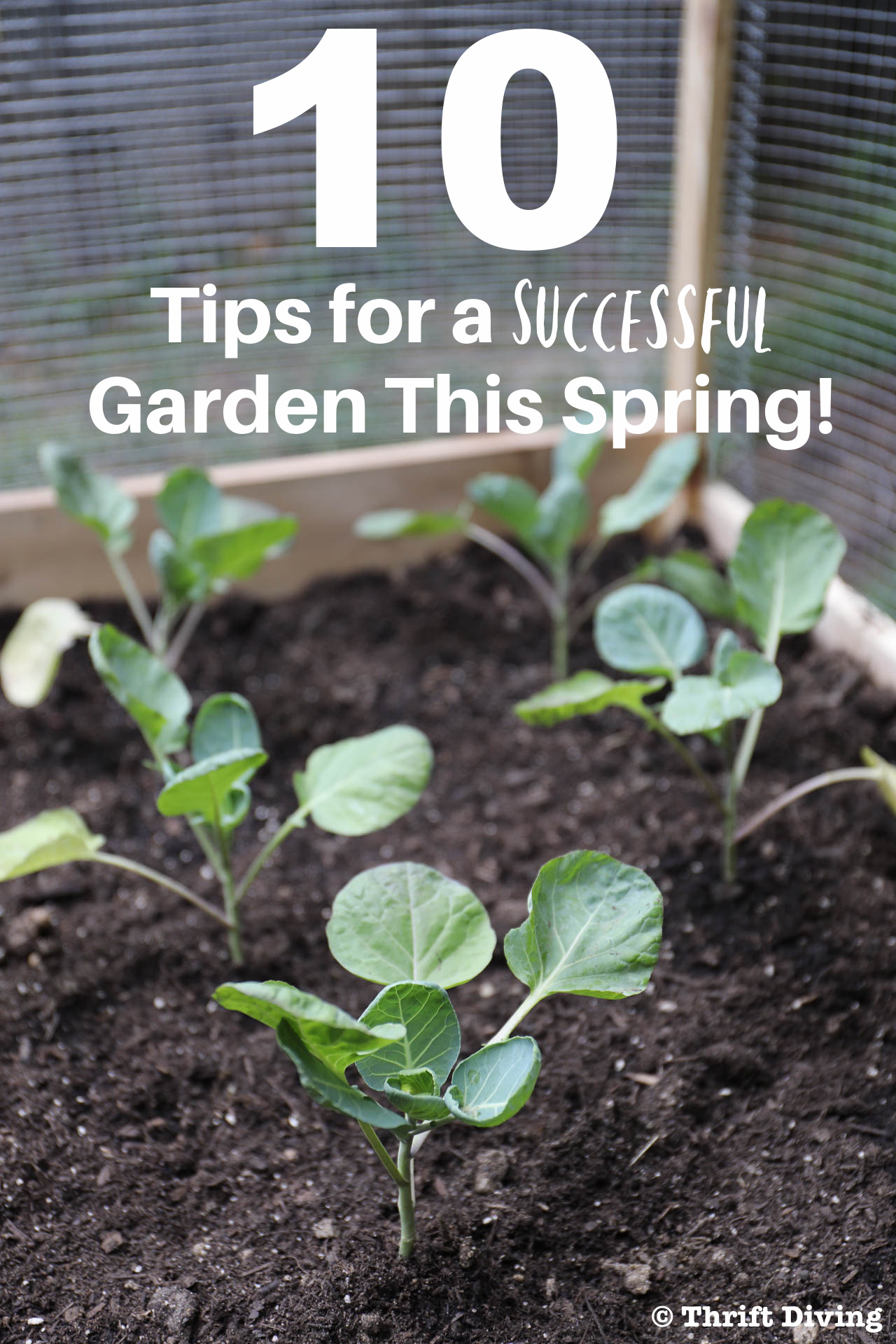 10 Tips for a Successful Garden This Spring!